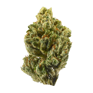 24K Gold cannabis strain