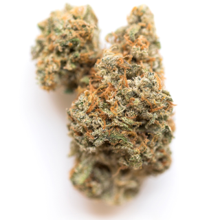541 Kush cannabis strain