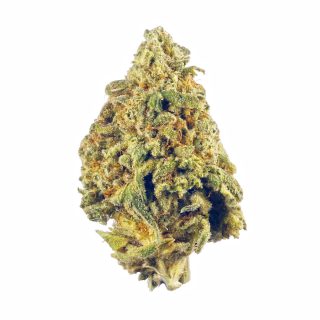 9 Pound Hammer cannabis strain