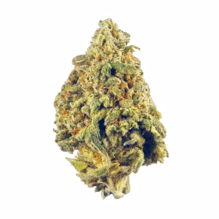 Afghani Krush cannabis strain