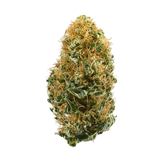 American Beauty cannabis strain