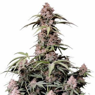 Amnesia Zkittlez Auto cannabis strain