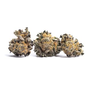 Animal Cookies cannabis strain