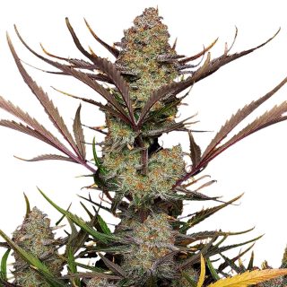 Apple Strudel Auto cannabis strain