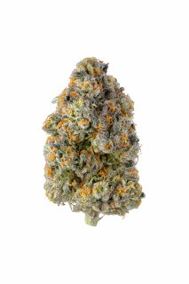 Baby Turtle cannabis strain