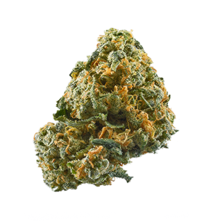Bahama Blizzard cannabis strain