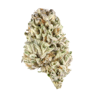 Balmoral cannabis strain
