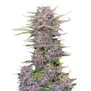 Banana Purple Punch Auto cannabis strain