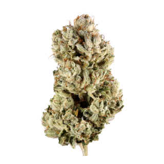 Banana Sherbet cannabis strain