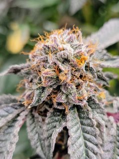 Bee Jelly cannabis strain