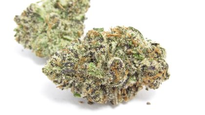 Biskante cannabis strain