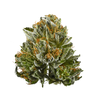 Black Afghan cannabis strain