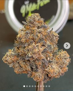 Black Cherry Garlic cannabis strain