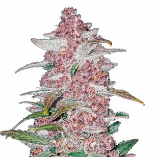 Blackberry Auto cannabis strain