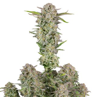 Bruce Banner Auto cannabis strain