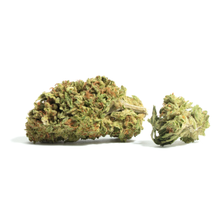 Burmese Kush cannabis strain