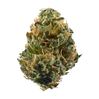 C13 Haze cannabis strain