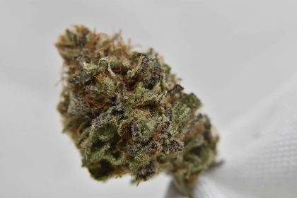 Canna Montana cannabis strain