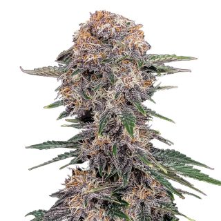 Cherry Cola Auto cannabis strain