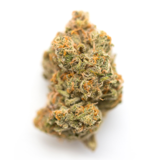 Cindy Haze cannabis strain