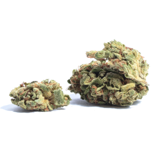 Comatose OG cannabis strain