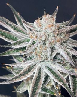 Ctrl Alt Delete cannabis strain