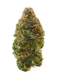 Dairy Queen cannabis strain