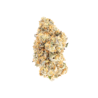 Disco cannabis strain