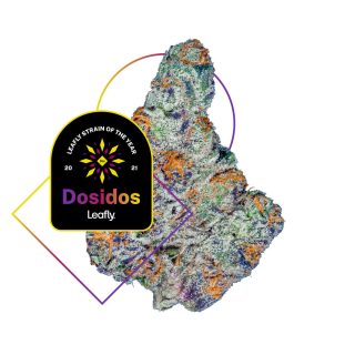 Do Si Dos cannabis strain
