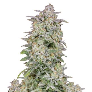 Forbidden Runtz Auto cannabis strain