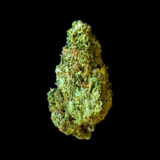 Galileo Kush cannabis strain