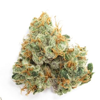 GMO Rootbeer cannabis strain
