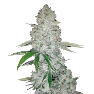 Gorilla Auto cannabis strain