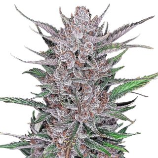 Gorilla Punch Auto cannabis strain