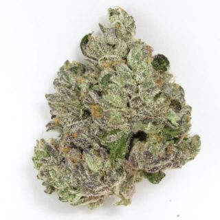 Gotti Beltz cannabis strain