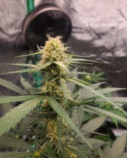 Green Glizzy cannabis strain