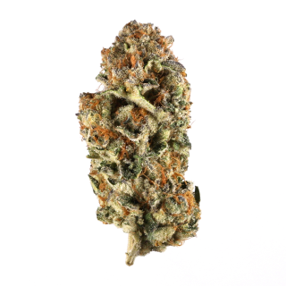 Gunnpowwder cannabis strain