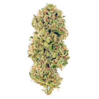 Huckleberry cannabis strain