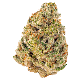 Katsu Kush cannabis strain