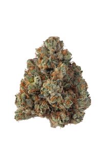 Khalifa Kush cannabis strain