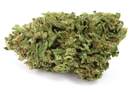 La Bomba cannabis strain