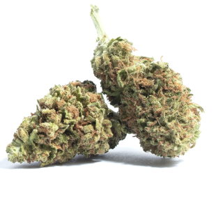 Lantz cannabis strain