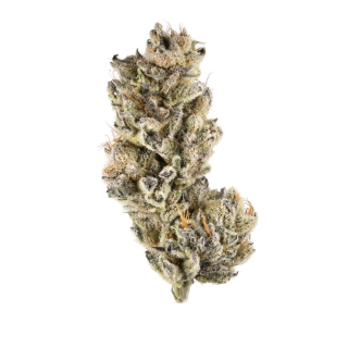 Las Vegas Purple Kush Bx cannabis strain