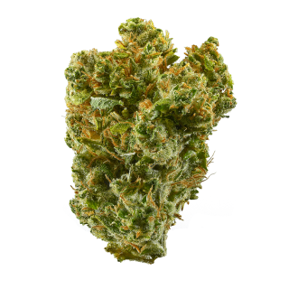 Leda Uno cannabis strain