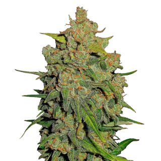 Lemon AK Auto cannabis strain