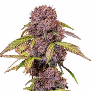 Lemon Cherry Cookies Auto cannabis strain