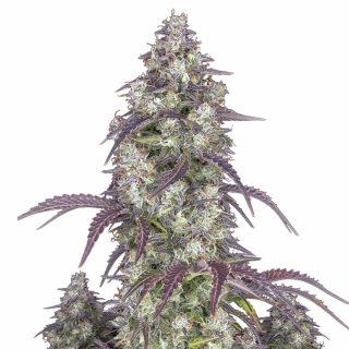 Lemon Pie Auto cannabis strain