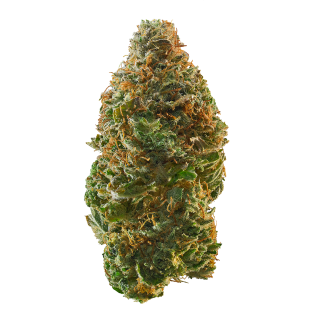 MAC And Jack cannabis strain