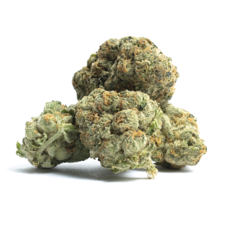 Mango Dream cannabis strain