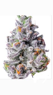 Mega Dummiez cannabis strain